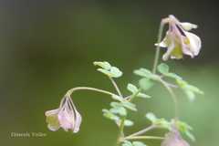 Thalictrum elegans